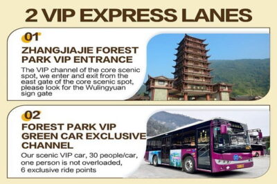 1 Day Avatar Mountain & Fores Park Group Tour with VIP Access - Bailong Elevator (one way): the cliff ride that makes the park feel unreal