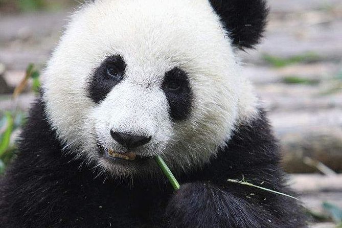 1-Day Chengdu Panda Base and Leshan Giant Buddha GROUP Tour - Optional Boat Ticket and Meals: Small Costs That Can Stretch Your Day