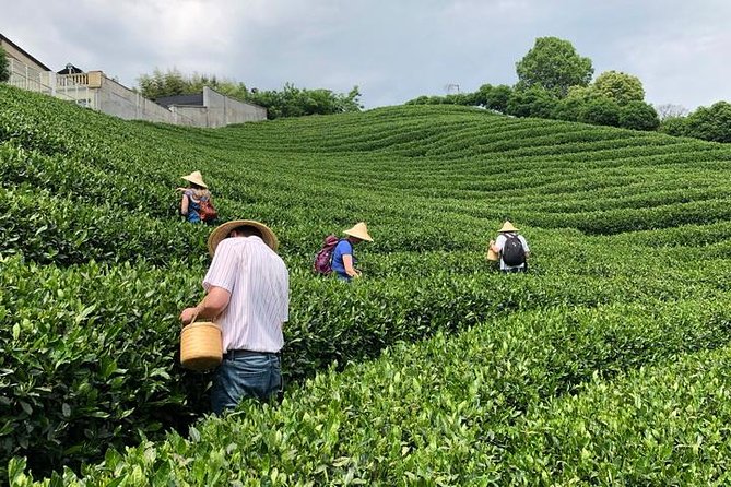 1-day Village Tea Picking, Roasting & Serving Guided Private Tour from Hangzhou - The tea ceremony and performance: how it fits beginners