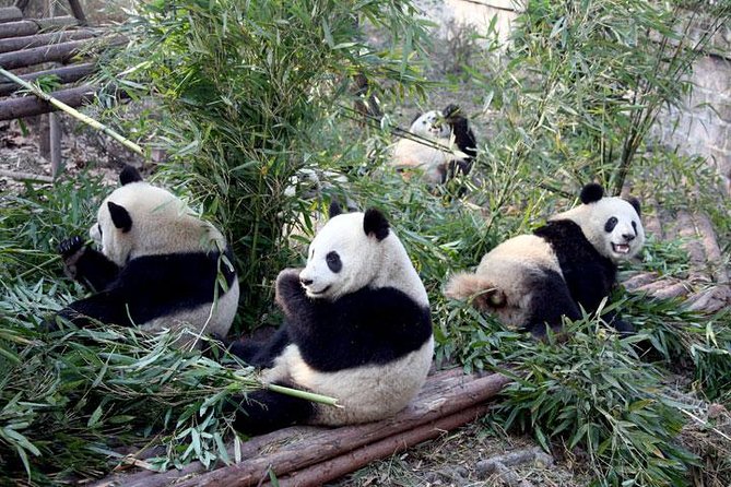 10-Day China Tour to Beijing, Xian, Chengdu and Shanghai - Price and what you actually get for $2,979