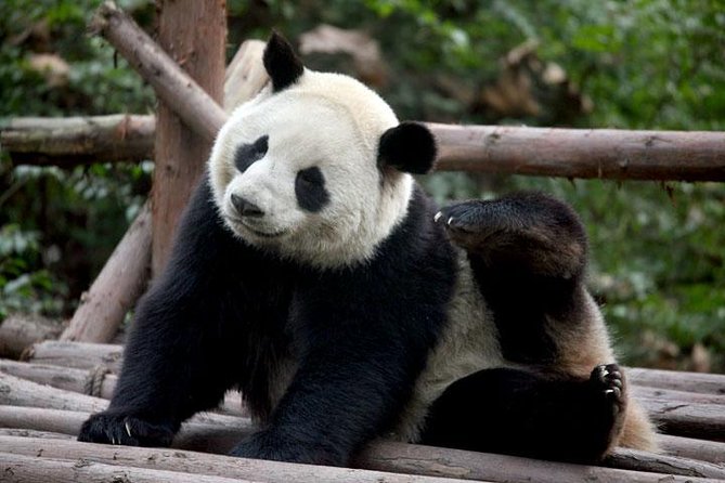 14-Day Small-Group Tour to Beijing, Xi'an, Chengdu, Yangtze, Chongqing, Shanghai - Guides, Hotels, and Small-Group Feel That Actually Helps