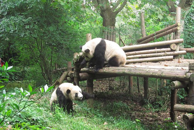 16-Day Private China Essence Tour with Yangtze River Cruise - Key highlights you’ll feel on the ground
