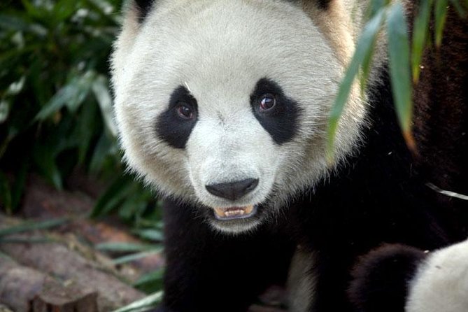 2-Day Private Chengdu Panda Tour - Why this two-day Chengdu-and-Leshan plan works
