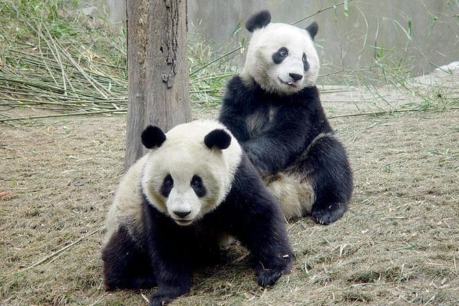 2-Day Private Chengdu Panda Tour - Kuan-Zhai Lane lunch and a walk through old Chengdu streets