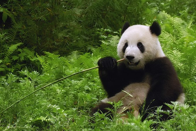 All-inclusive Day Tour: Mutianyu Great Wall & Beijing Panda Zoo with Local Lunch - Guide matter: why Maggie, Wendy, Lucy, and Jerry show up in the praise