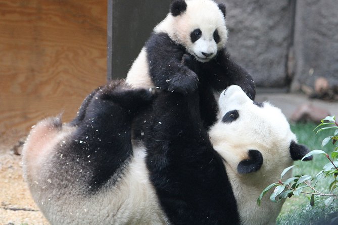 All-inclusive Private Day Trip: Hutongs, Lama Temple & Panda House with Lunch - Pace and fitness: what the 8-hour plan really asks of you