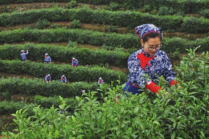 Authentic Hangzhou Longjing Tea Culture Experience Tour - The tea house ceremony and tea you can take home