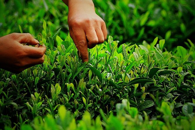 Authentic Hangzhou Longjing Tea Culture Experience Tour - Who should book this Longjing tour (and who might skip it)