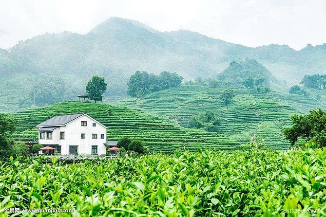 Authentic Hangzhou Longjing Tea Culture Experience Tour - Hotel pickup and private transfer: the real value-add in Hangzhou