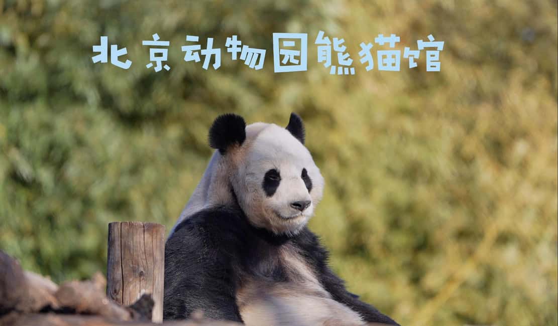 Beijing: Panda House Entry Ticket (Zoo) - The route through the zoo: how to spend your day wisely