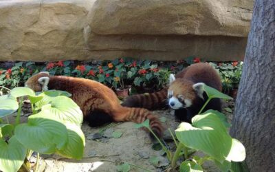 Beijing: Panda House Entry Ticket (Zoo) - What you can actually see: pandas, rare monkeys, and big cats