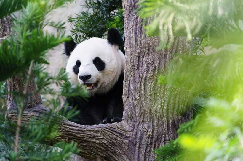 Beijing: Panda House Entry Ticket (Zoo) - Ticket QR code rules: using the right scan at entry