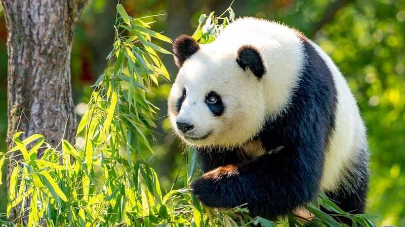 Beijing: Panda House Entry Ticket (Zoo) - FAQ