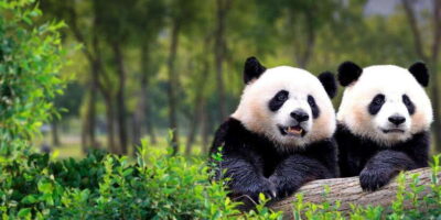 Beijing: Panda House w/Great Wall or City Sites Private Tour - Your First Big Choice: Mutianyu Great Wall With Lunch and VIP Access