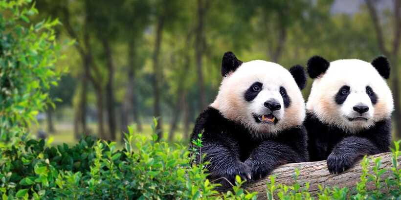 Beijing: Panda House w/Great Wall or City Sites Private Tour - Lunch and Transfers: The Value in What’s Included