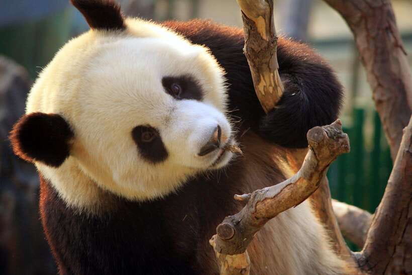 Beijing: Panda House w/Great Wall or City Sites Private Tour - Who This Tour Suits Best (and Who Should Rethink It)