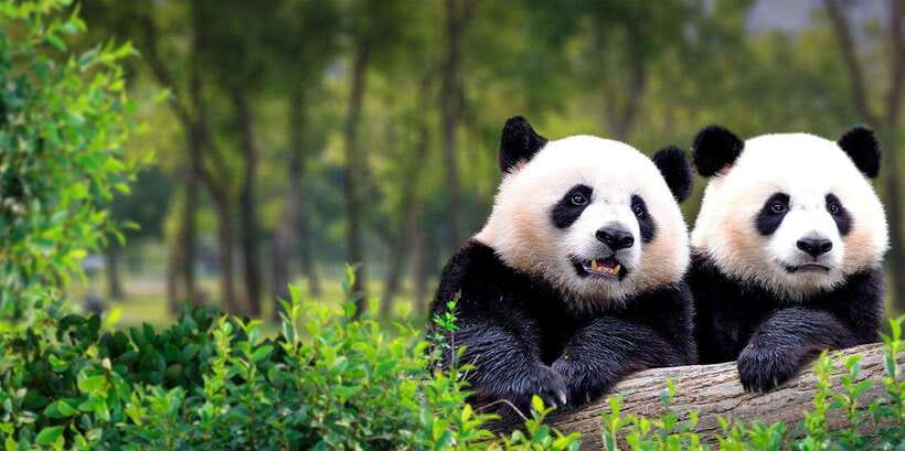 Beijing: Panda House w/Great Wall or City Sites Private Tour - Your First Big Choice: Mutianyu Great Wall With Lunch and VIP Access