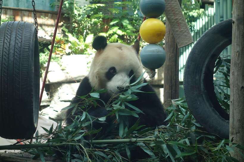 Beijing Private Tour: Summer Palace, Panda House and Options - Metro Transfer vs Private Car: Choose the Comfort Level You Want