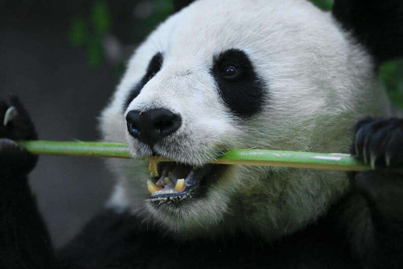 Beijing Private Tour: Summer Palace, Panda House and Options - Price and Value at About $52 per Person