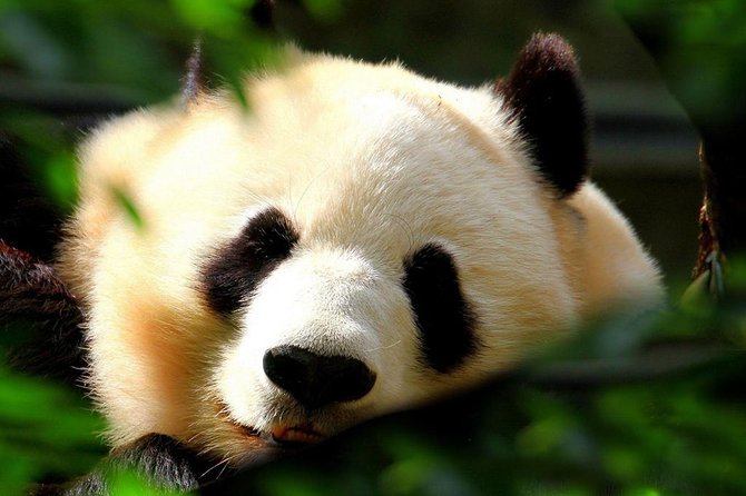 Beijing Private Tour:Mutianyu/Badaling Great Wall and Panda House - The Morning Start: Private Pickup That Sets the Tone