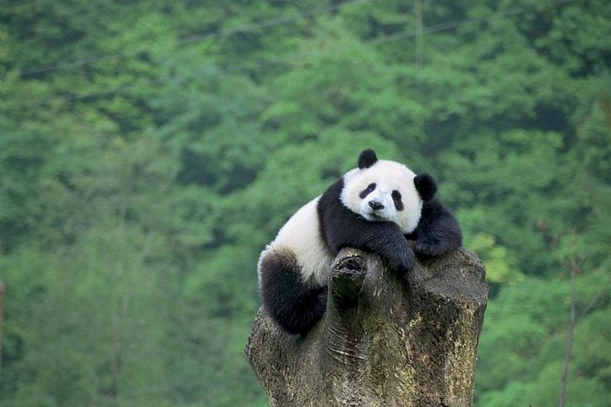 Beijing Private Tour:Mutianyu/Badaling Great Wall and Panda House - Price and Logistics: What $159.80 Covers (and Why That Matters)
