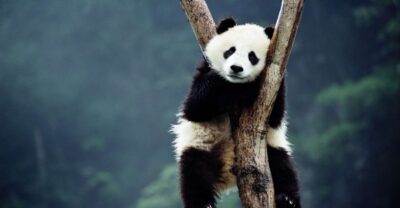 Beijing: Temple of Heaven, Panda House & Summer Palace Tour - Lunch break: a real pause before the Temple of Heaven