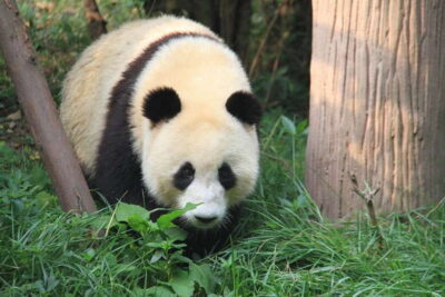 Beijing: The Beijing Zoo Entry Ticket with Pandas - Getting There: Subway Line 4 to Dongwu Yuan, Exit B