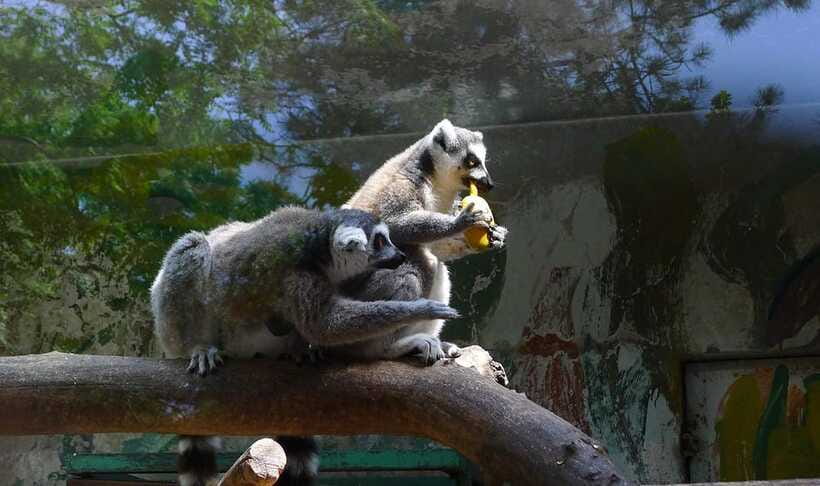 Beijing: The Beijing Zoo Entry Ticket with Pandas - Should You Book This Beijing Zoo Ticket?