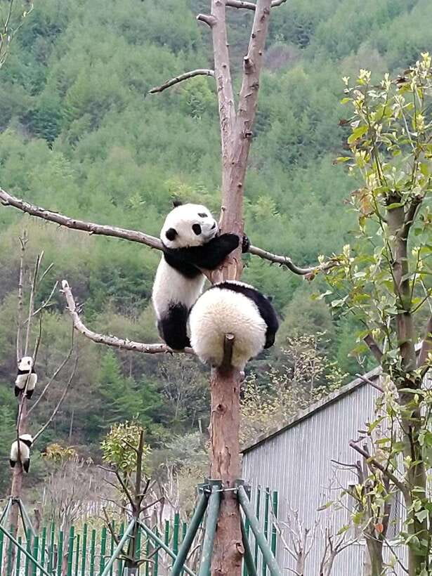 Chengdu: Giant Panda and Leshan Buddha Day Trip - Chengdu Research Base of Giant Panda Breeding: How to Get the Best Panda Time