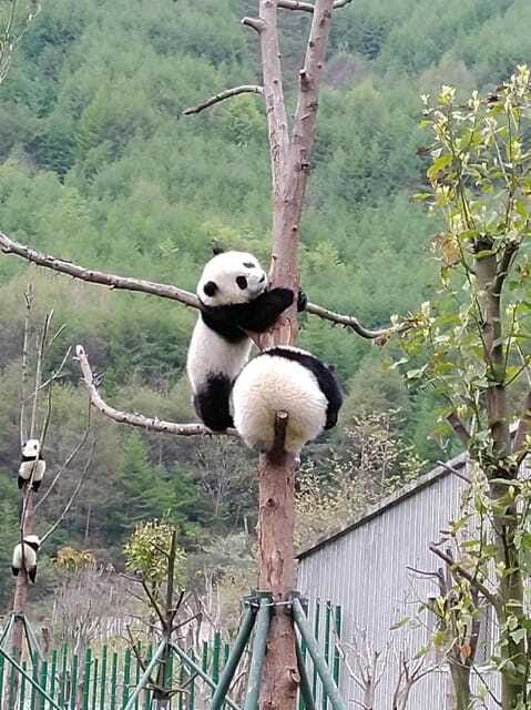 Chengdu: Giant Panda and Leshan Buddha Day Trip - The Guide and Group Size: Where Value Shows Up in Real Life