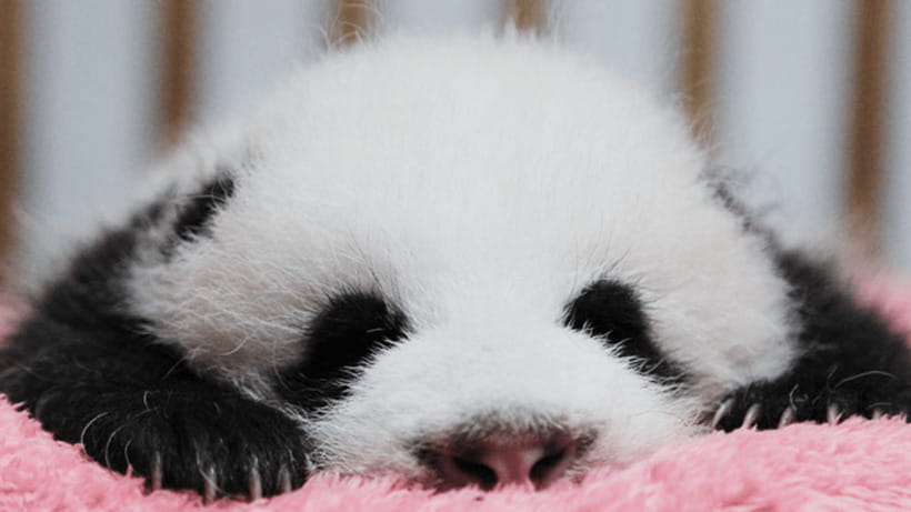 Chengdu: Giant Panda Base Reservation and Entry - Key Reasons This Entry Feels Worth It