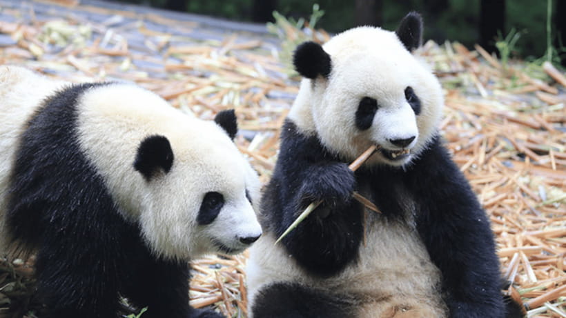Chengdu: Giant Panda Base Reservation and Entry - Chengdu Panda Base: Why the Timed Entry System Helps