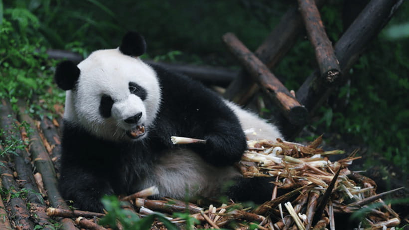 Chengdu: Giant Panda Base Reservation and Entry - Your Panda Walk: What You’ll See on the Grounds