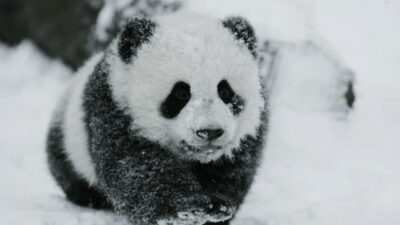 Chengdu: Giant Panda Base Reservation and Entry - What Your $19 Ticket Actually Includes