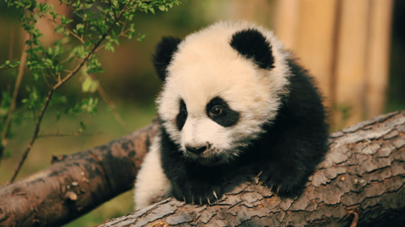 Chengdu: Giant Panda Base Reservation and Entry - Adult Pandas, Cubs, and Red Pandas: Photo Tips That Save Time