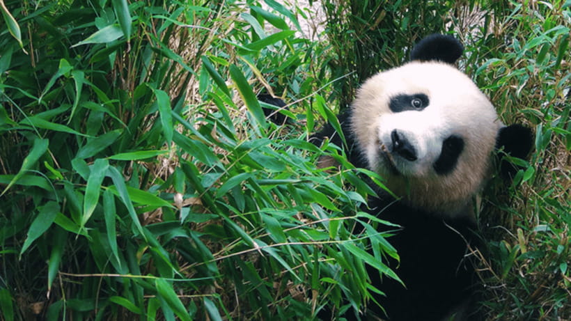 Chengdu: Giant Panda Base Reservation and Entry - Conservation Exhibits: Breeding and Protection, Explained Clearly