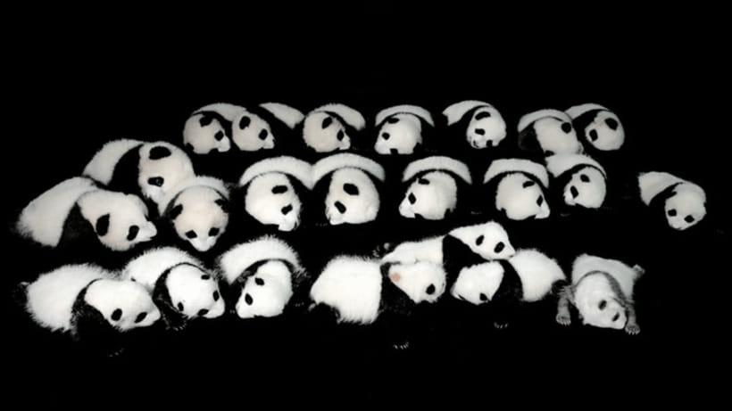 Chengdu: Giant Panda Base Reservation and Entry - A Clean Day Plan: How to Structure Your Visit