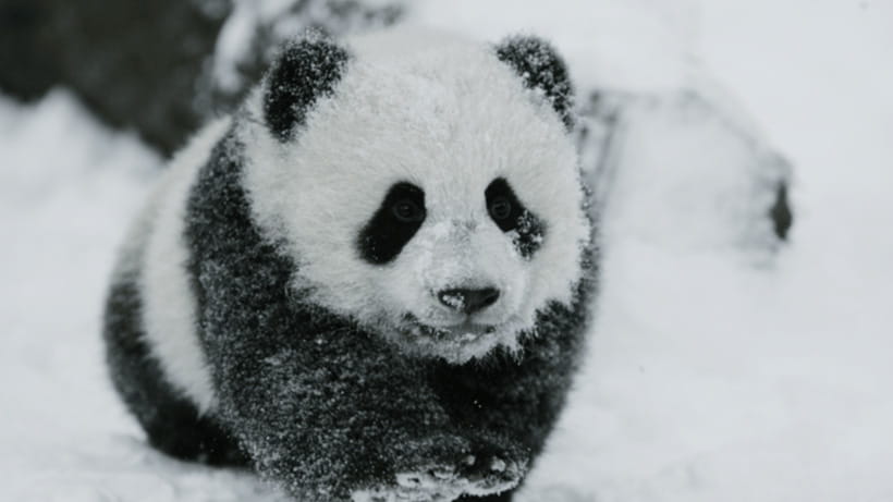 Chengdu: Giant Panda Base Reservation and Entry - What Your $19 Ticket Actually Includes