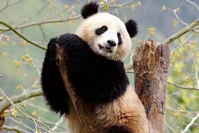 Chengdu Giant Panda Breeding Research Base Ticket - Panda Base in Chengdu: what this ticket really includes