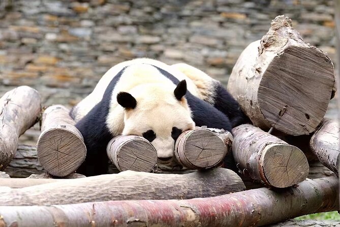 Chengdu Giant Panda Breeding Research Base Ticket - Value and price: is $14 worth it?