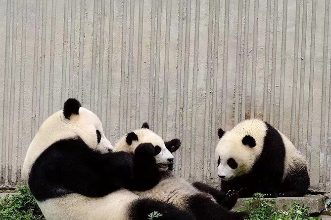 Chengdu Giant Panda Breeding Research Base Ticket - Should you book this Chengdu Panda Base ticket?