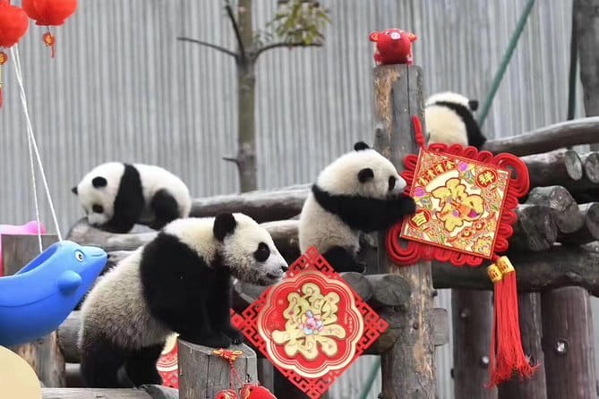 Chengdu Kung Fu Panda Tour Tai Chi, Martial Arts and Panda Base - Who should book this Kung Fu Panda day (and who might not)