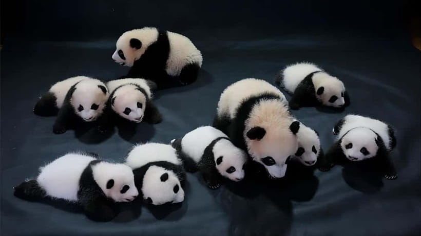 Chengdu Panda Base and Dujiangyan One-Day Private Tour - Should You Book This Chengdu Panda Base and Dujiangyan Tour?
