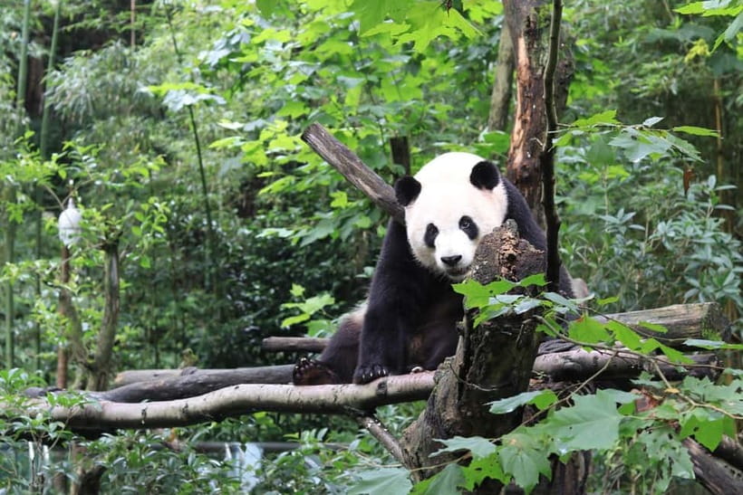 Chengdu Panda Base and Dujiangyan One-Day Private Tour - Entering the Chengdu Panda Breeding Research Base at the Right Time