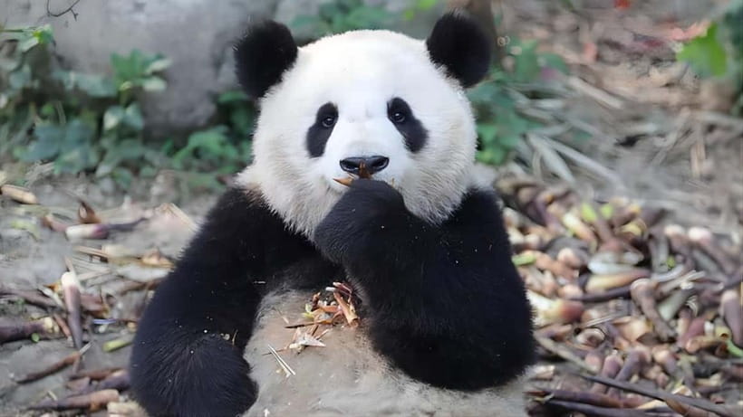 Chengdu Panda Base and Dujiangyan One-Day Private Tour - Lunch Break: Plan It, Control It