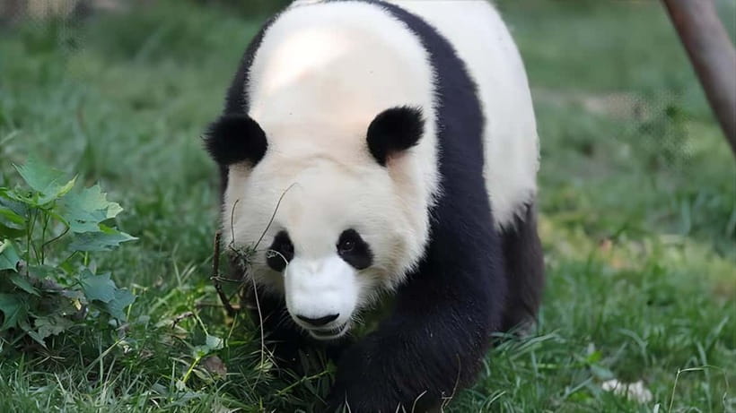 Chengdu Panda Base and Dujiangyan One-Day Private Tour - Price and Value: What $17 Buys You (and What It Doesn’t)