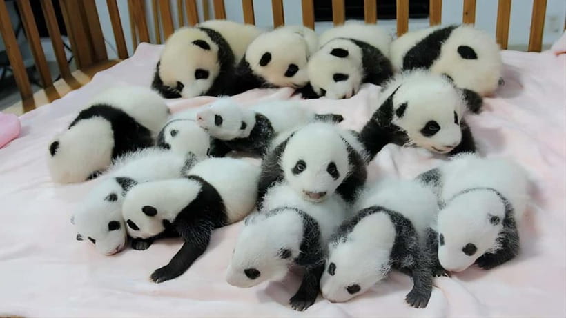 Chengdu Panda Base and Dujiangyan One-Day Private Tour - Who This Private Tour Suits Best
