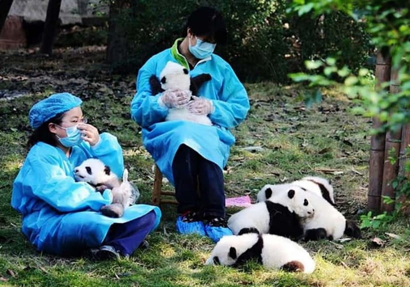 Chengdu Panda Base and Dujiangyan One-Day Private Tour - Hotel Pickup and Private Air-Con Transport: The Real Comfort Factor