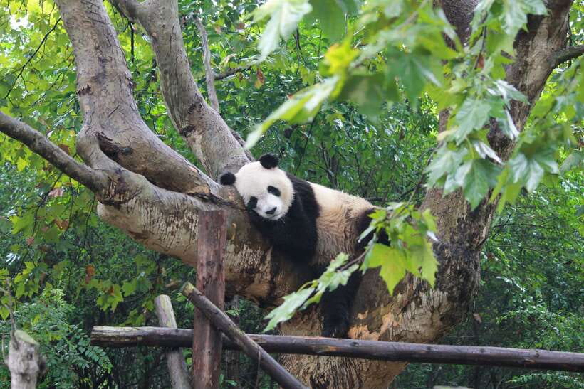 Chengdu: Panda Base Half Day Group Tour - Key things to know before you go