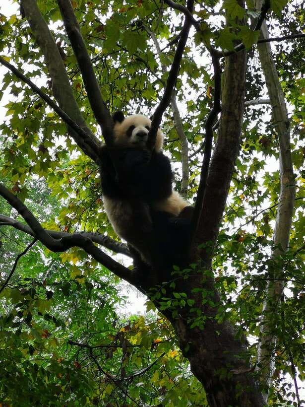 Chengdu: Panda Base Half Day Group Tour - Rules and practical boundaries (that actually matter)
